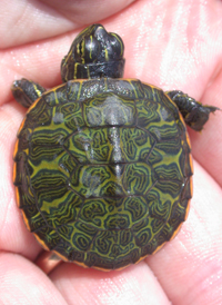 Red-bellied Turtle
